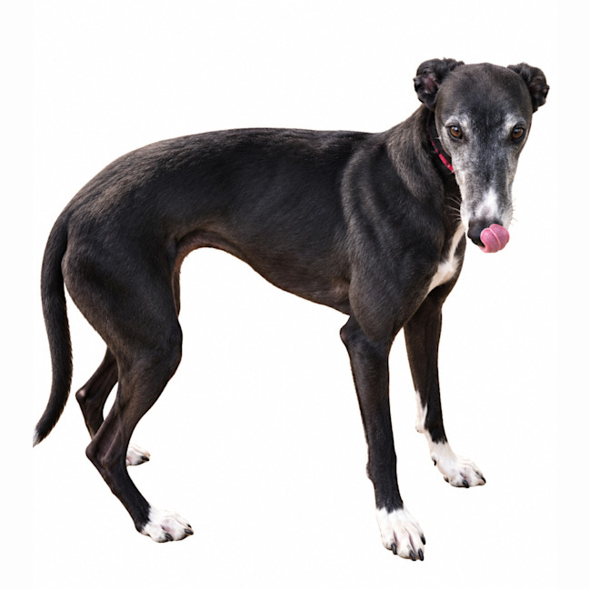 Photo of Mags