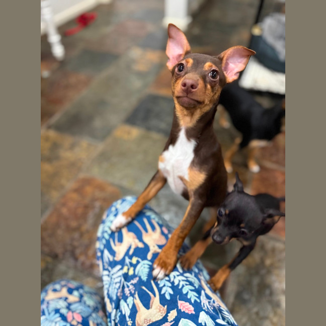 Photo of Hopper