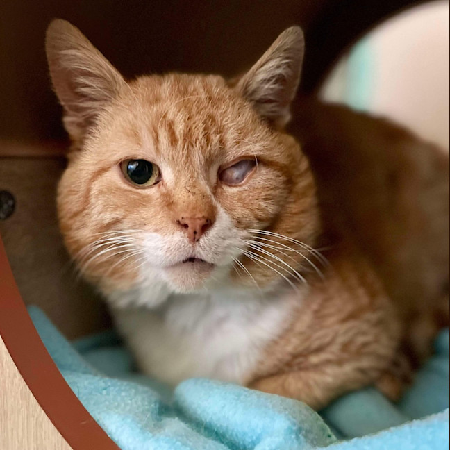 Photo of Clawdius   Foster To Adopt