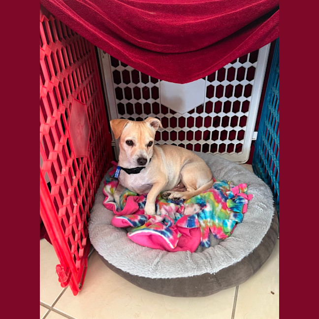 Photo of Archie   3 Year Old Chihuahua X Jack Russell