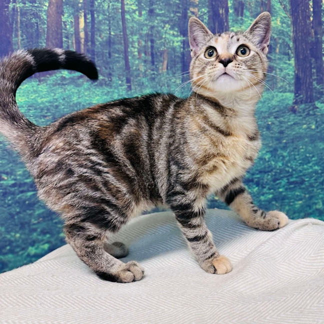 Photo of Pixie   Located In Meadow Heights