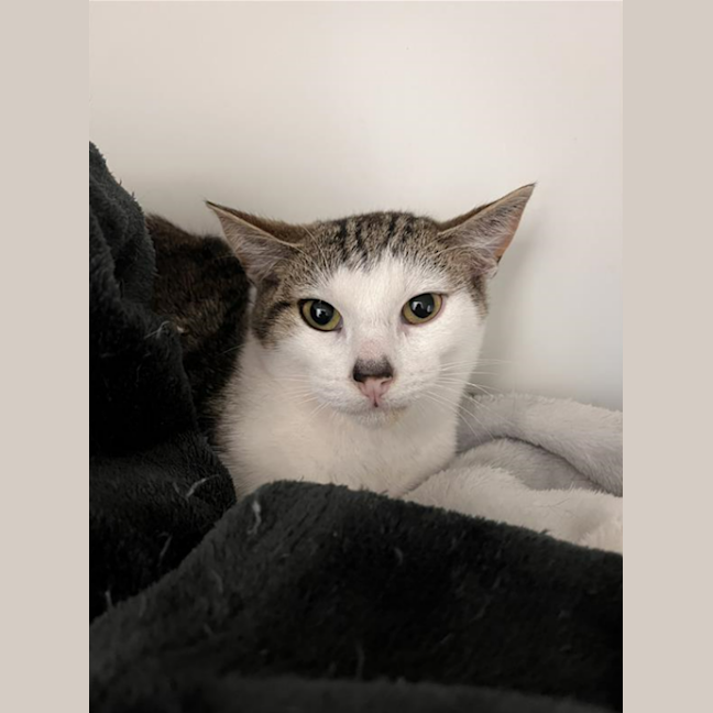 Photo of Pickles