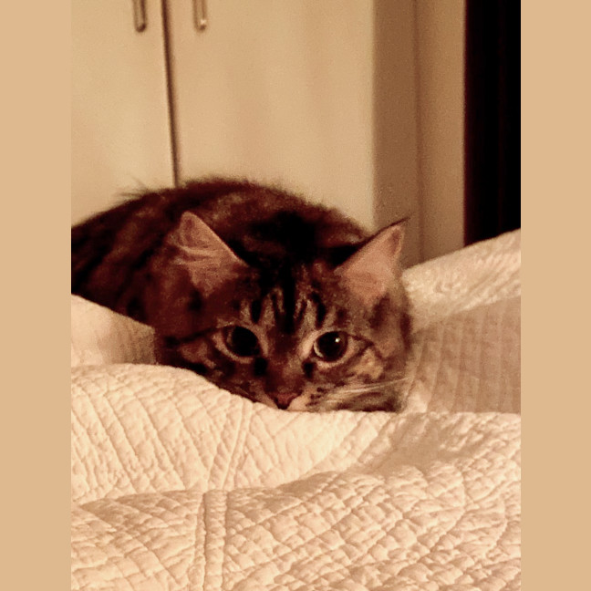 Photo of Bean