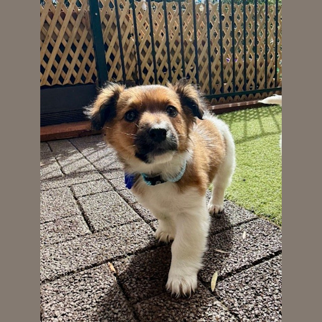 Photo of Finn   3 Month Old Fox Terrier X