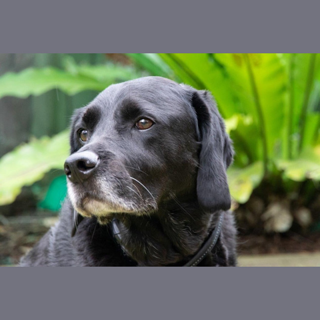 Photo of Tetley Valenti