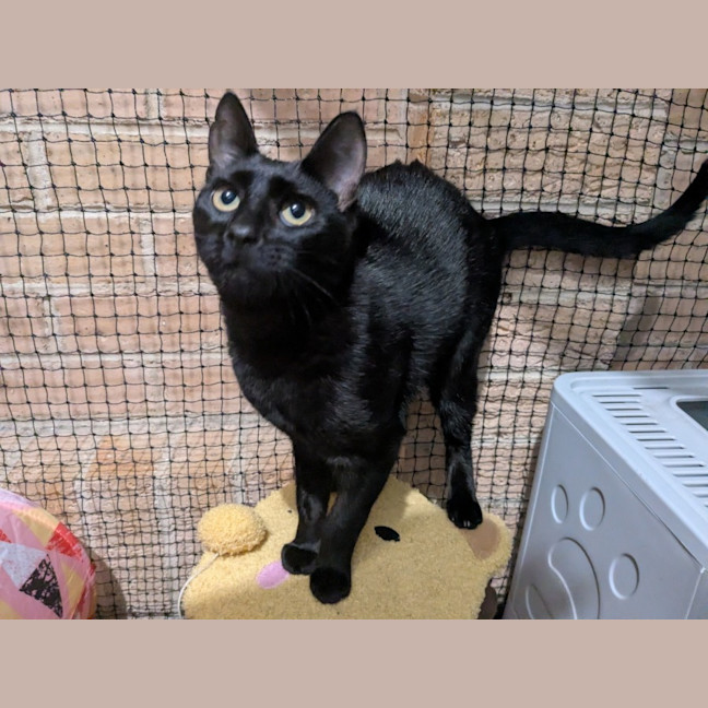 Photo of Reglisse