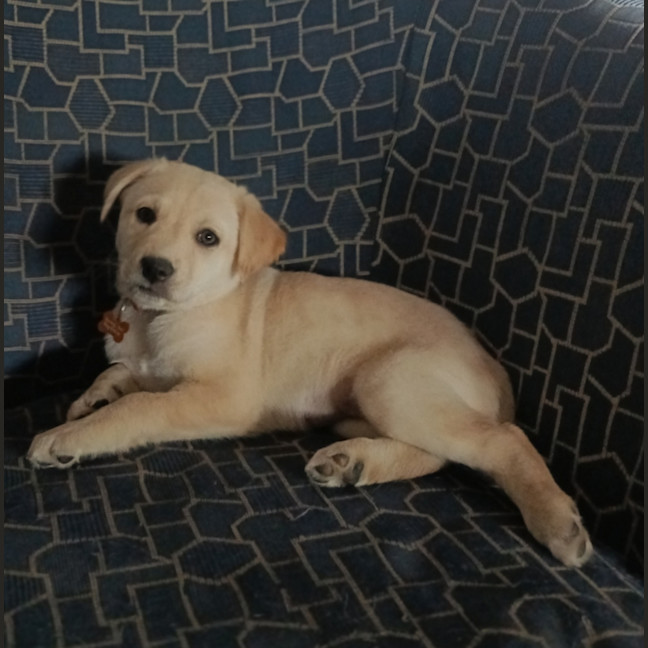 Photo of Zibblet