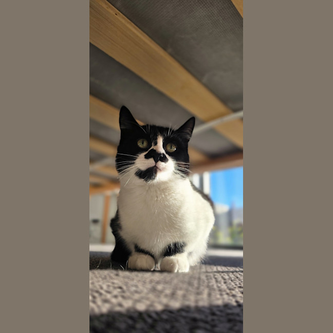 Photo of Sugar