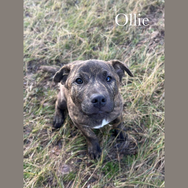 Photo of Ollie