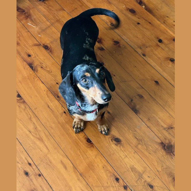 Photo of Maggie   16 Month Old Dachshund