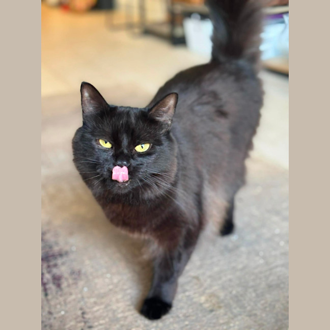 Photo of 🐈‍⬛💖 Annie 🐈‍⬛💖