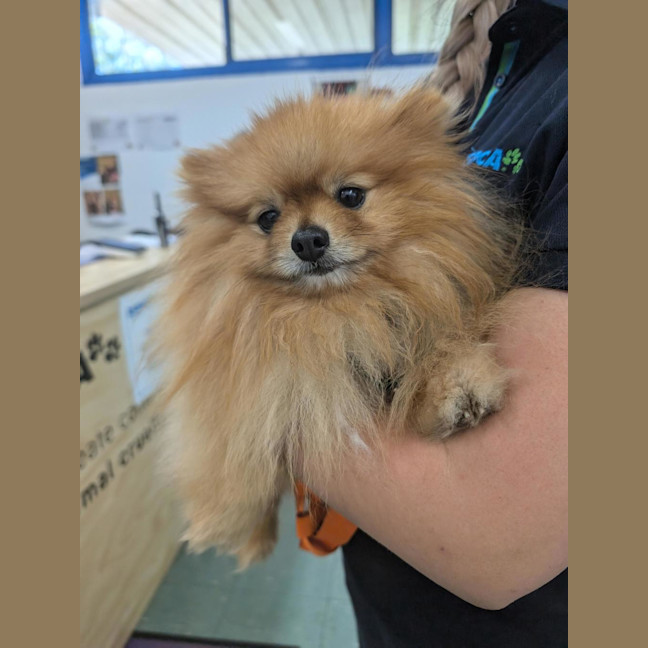 Photo of Peanut