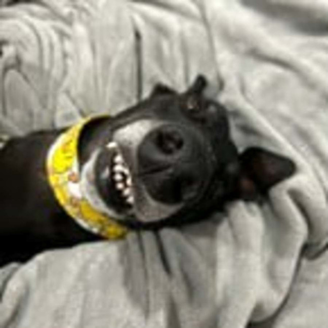 Photo of Bucky