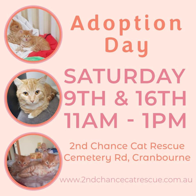 Photo of Mufasa **2nd Chance Cat Rescue**