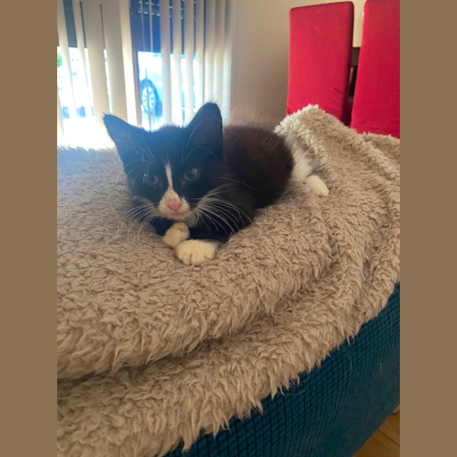 Photo of Whiskers 