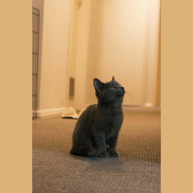 Photo of Telfast