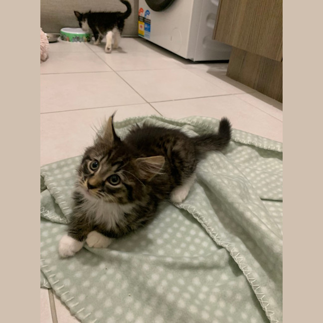 Photo of Gizmo (Was Pesto)