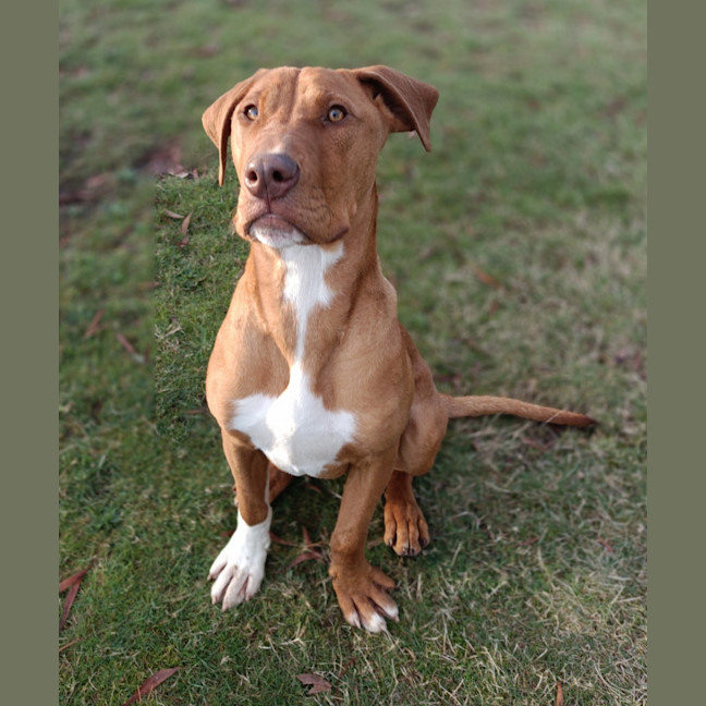 Photo of Stimpy