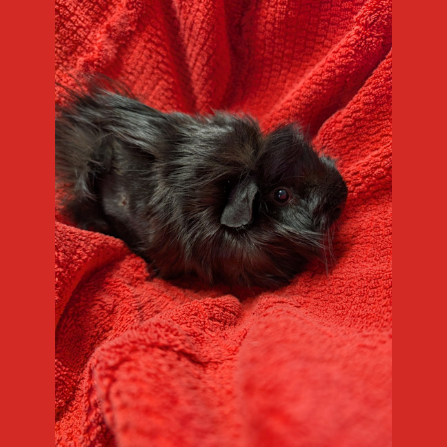 Photo of Quenda 