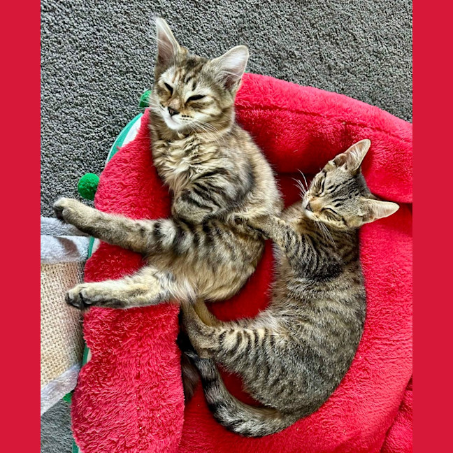 Photo of Tobias Torrens