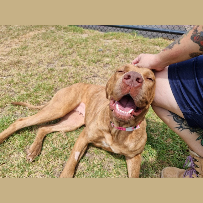 Photo of Miffy Imp 1926