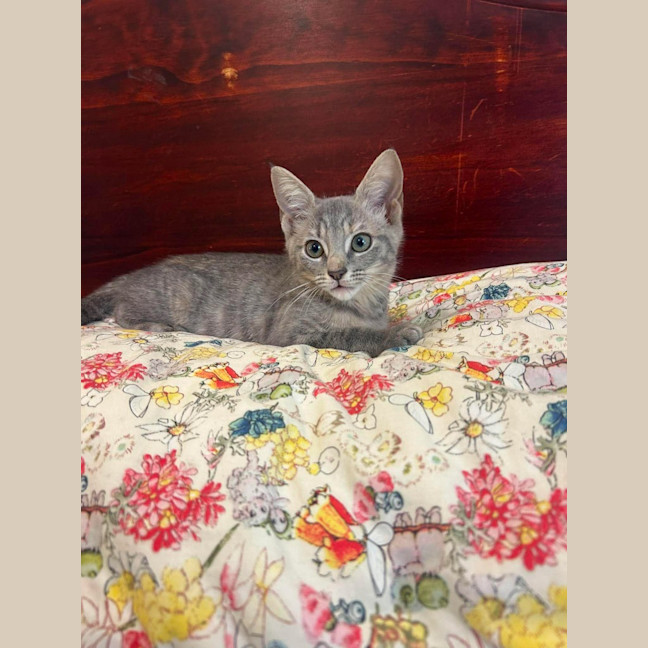 Photo of Spoon