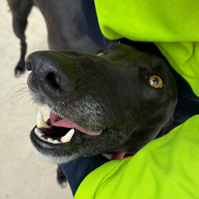 Photo of Stinky The Greyhound