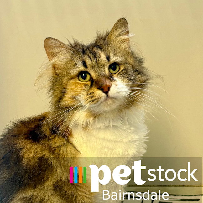 Photo of Freya