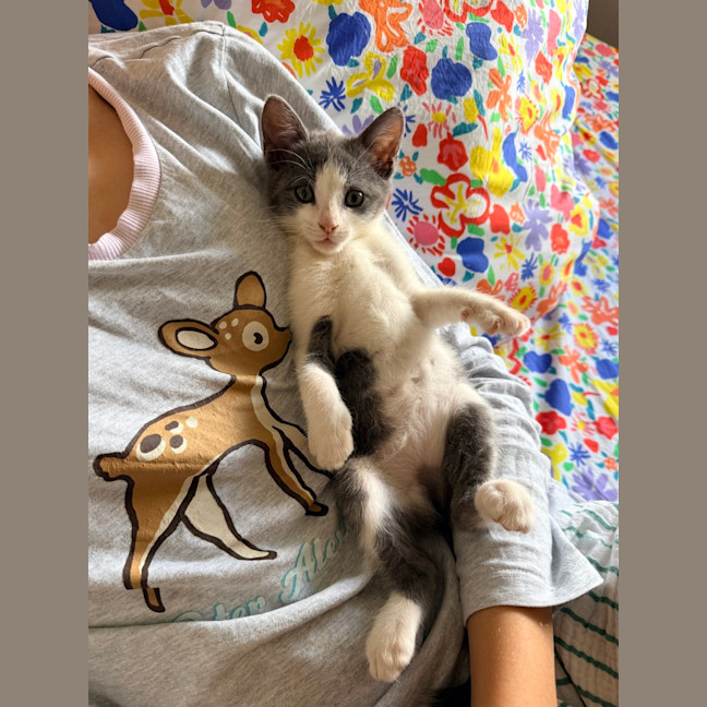 Photo of Lily