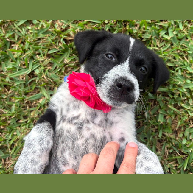 Photo of Bluey   7 Week Old Cattle Dog X Kelpie