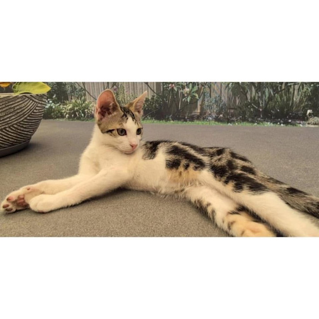 Photo of 11366   Chippy