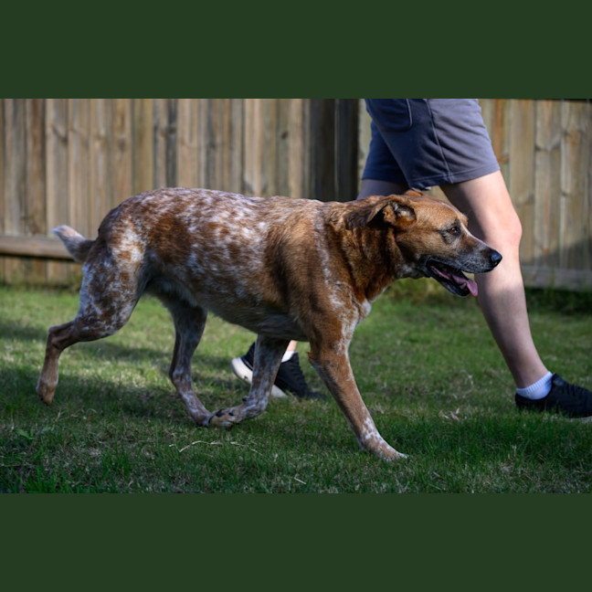 Photo of Dot