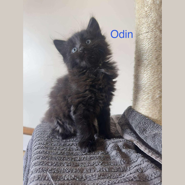 Photo of Odin
