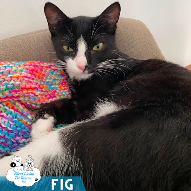 Photo of Fig