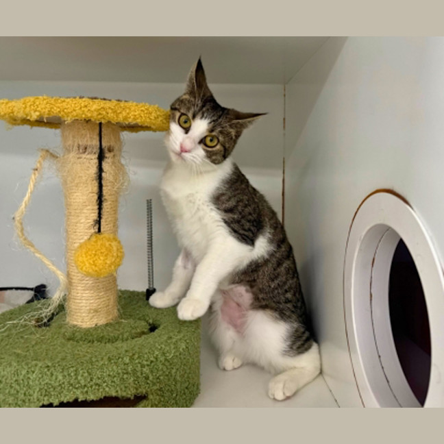 Photo of Willow