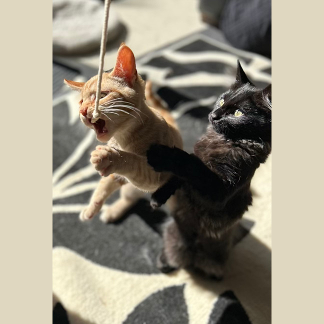 Photo of Nox   Located In Lower Plenty