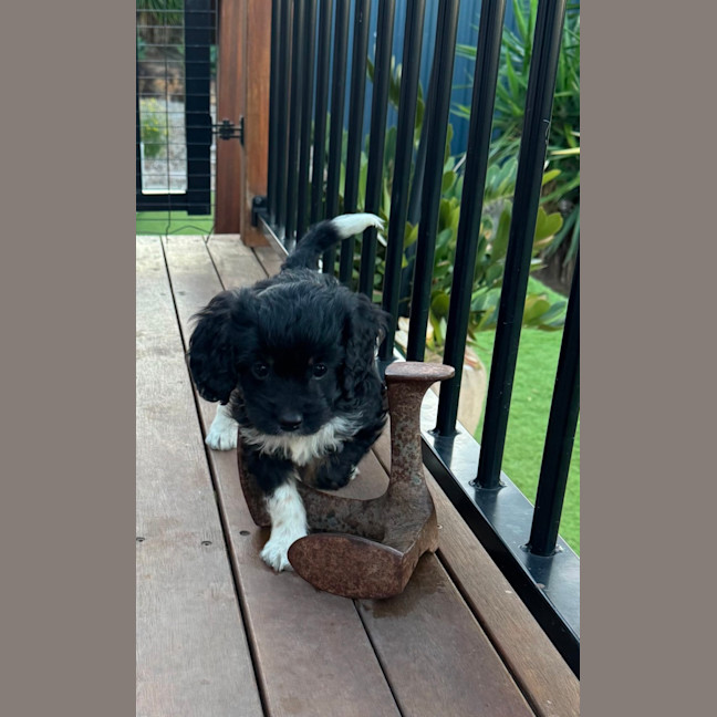 Photo of Zoe