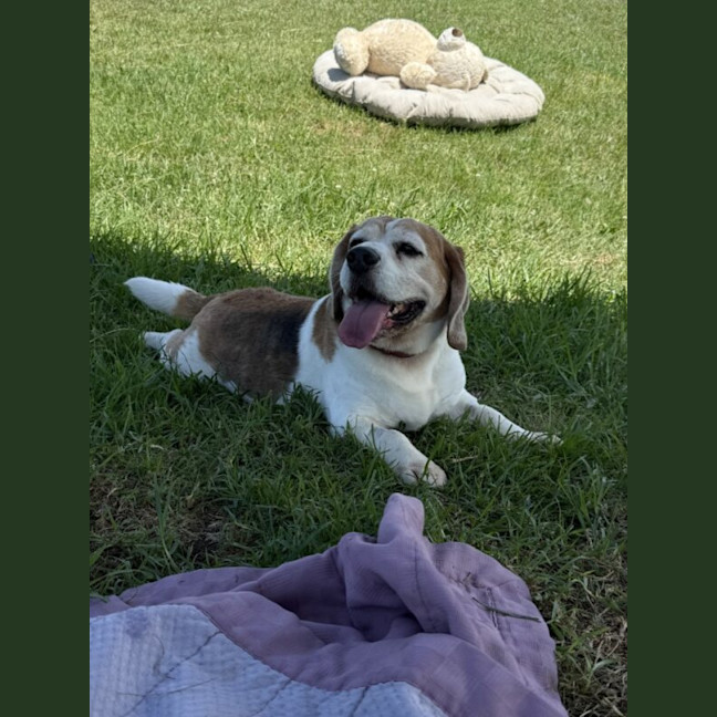 Photo of Samson