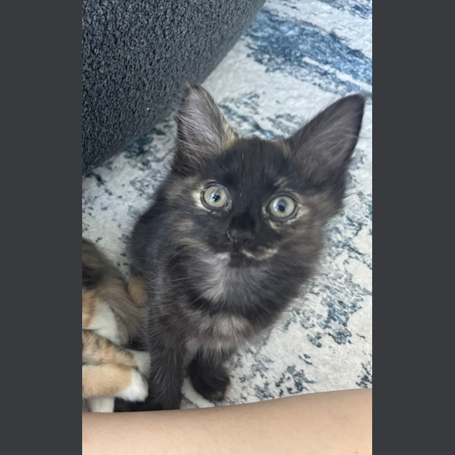 Photo of Feta & Olive