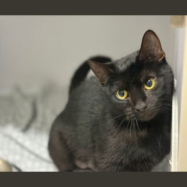 Photo of Phantom