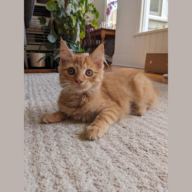 Photo of Minny (Was Saffron)