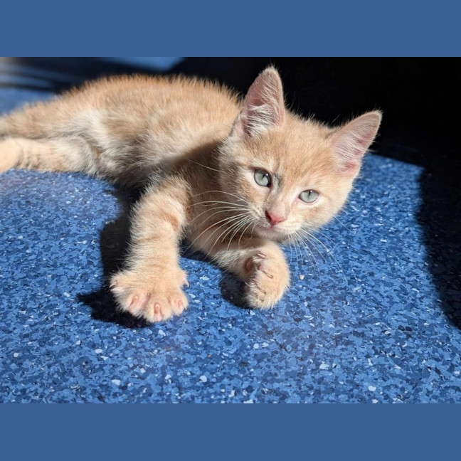 Photo of Uncle Junior   Located In Pascoe Vale South 