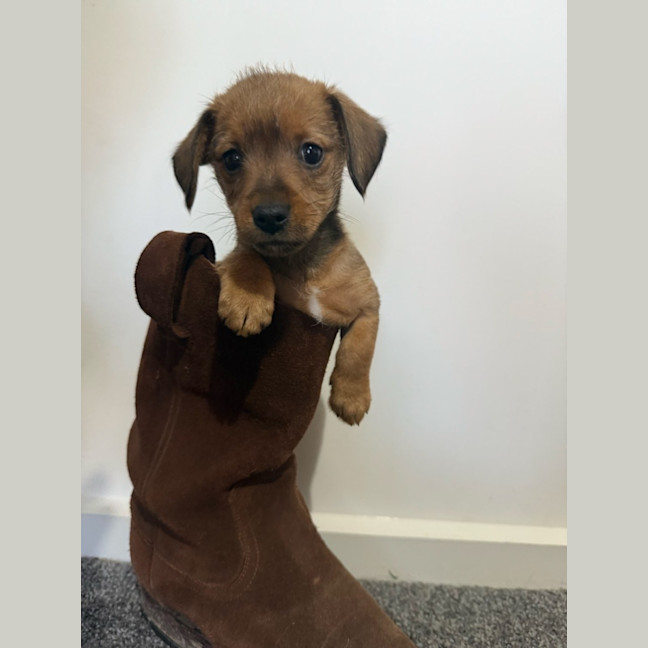 Photo of Brownie