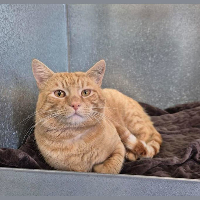 Photo of Biggie Cheese