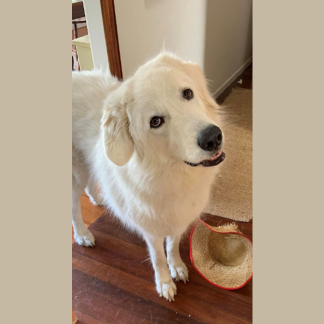 Photo of Ollie