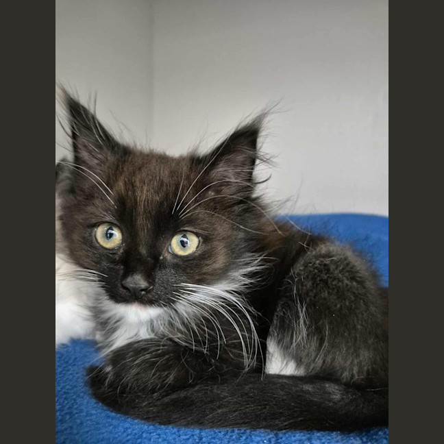 Photo of Indigo