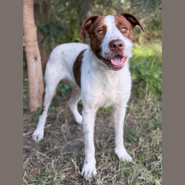 Photo of Tango