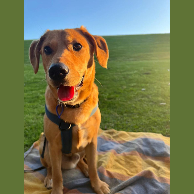Photo of Mason   1 Year Old Shepherd X Beagle