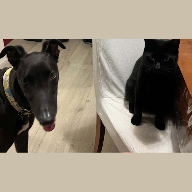 Photo of Boston, The Greyhound