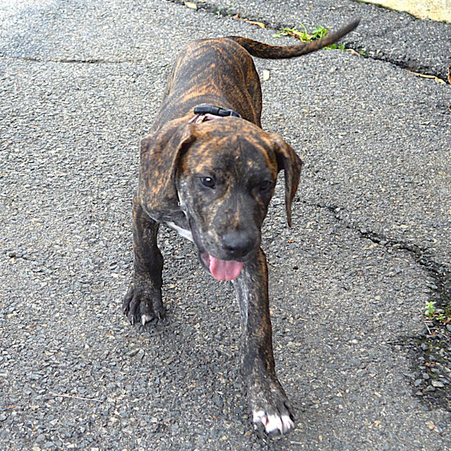 Photo of Tigger